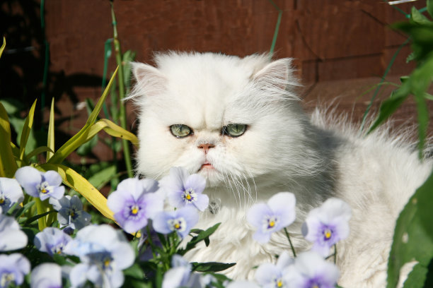 躲在花园里图片下载