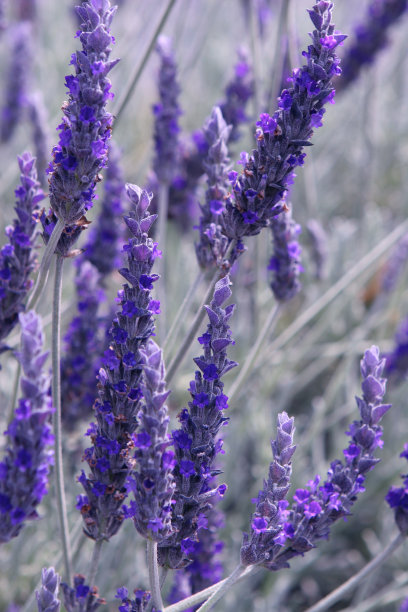 薰衣草图片下载