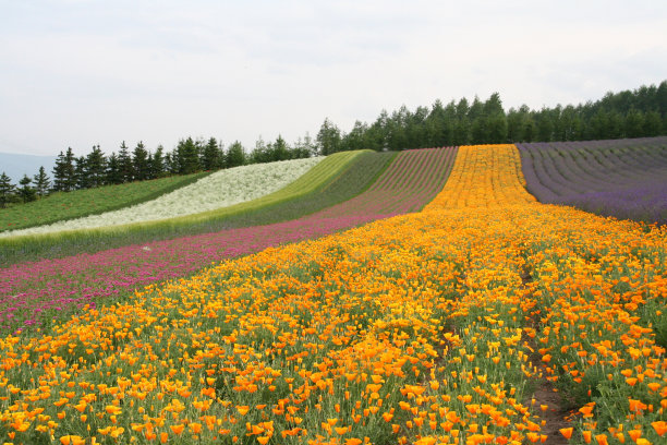 日本北海道富田农场Irodori田图片下载