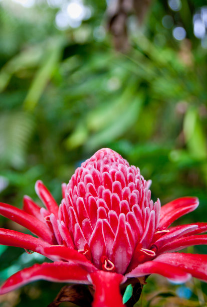 姜红色的花图片下载