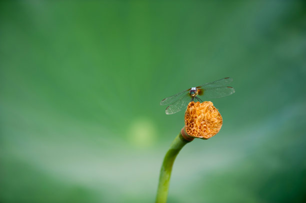 蜻蜓图片下载