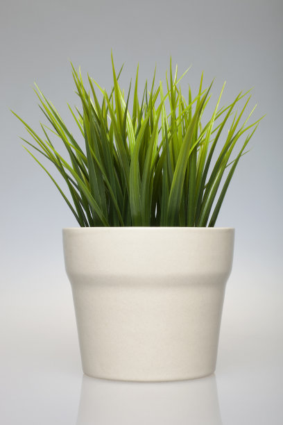 陶瓷花盆与草图片下载