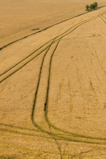 麦田里的痕迹图片下载