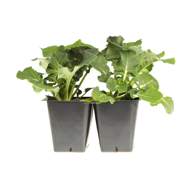 准备移植的花椰菜幼苗图片下载