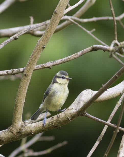 少年蓝冠山雀图片下载