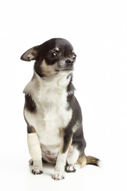 受伤的狗图片下载