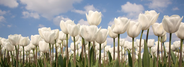 白色郁金香的全景图片下载