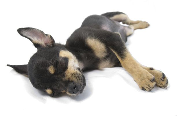 吉娃娃谭睡觉图片下载