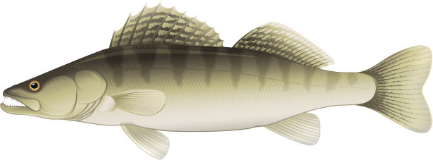 桑德尔淡水鱼图片下载