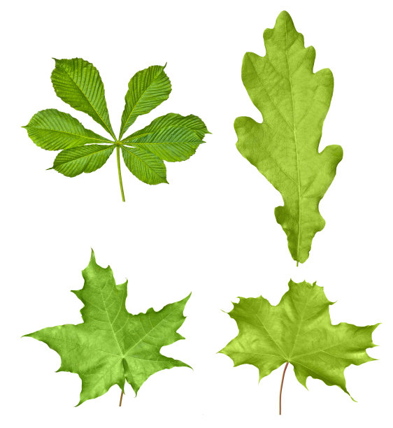 树叶孤立在白色背景上图片下载