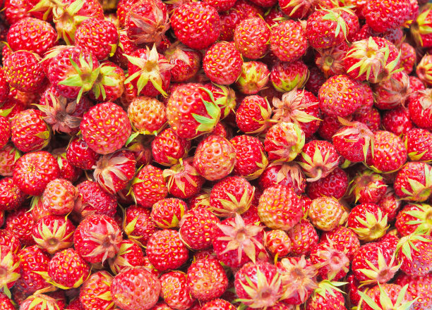 野生草莓的自然背景图片下载