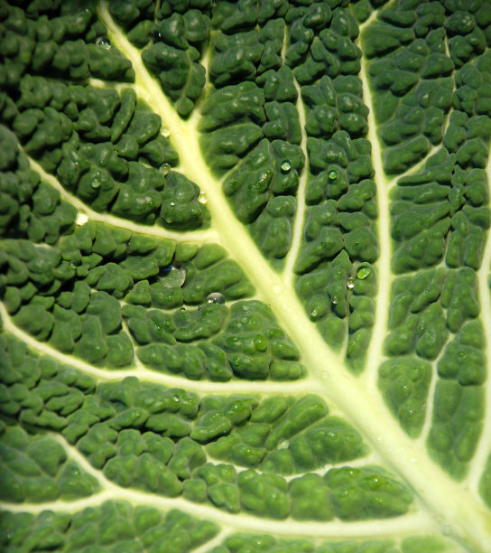 羽衣甘蓝叶图片下载