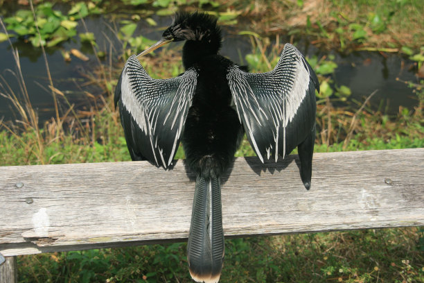 美洲蛇鸟图片下载