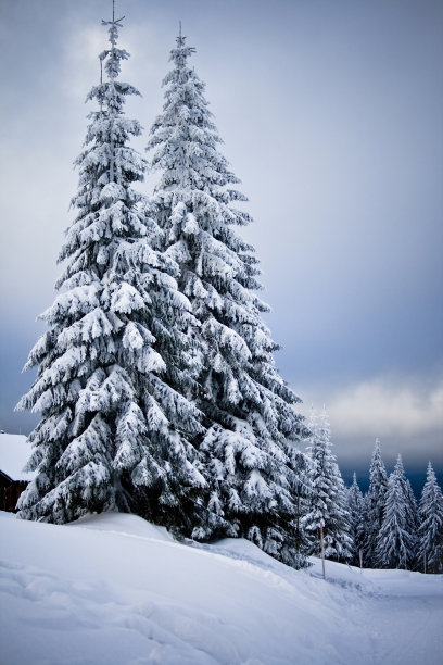 冬天下雪的冷杉图片下载