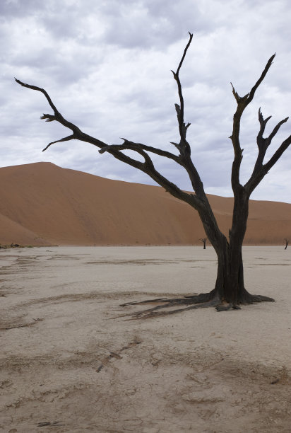 孤独的树图片下载