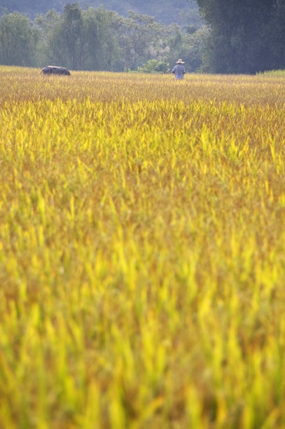 中国的稻田图片下载