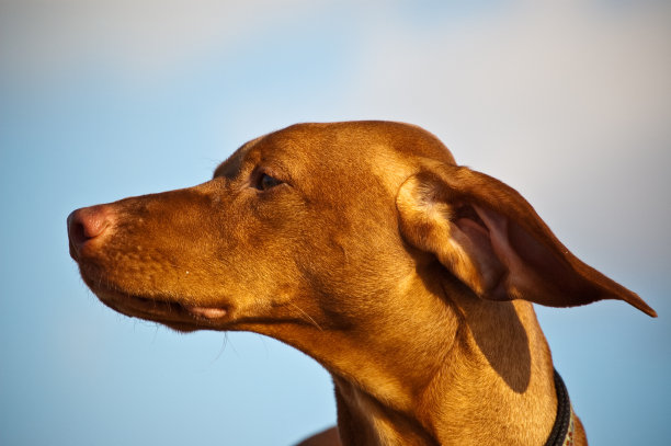 在一个有风的日子里，Vizsla狗的侧面图片下载