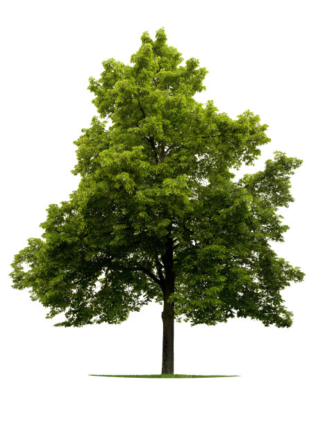 林登树图片下载