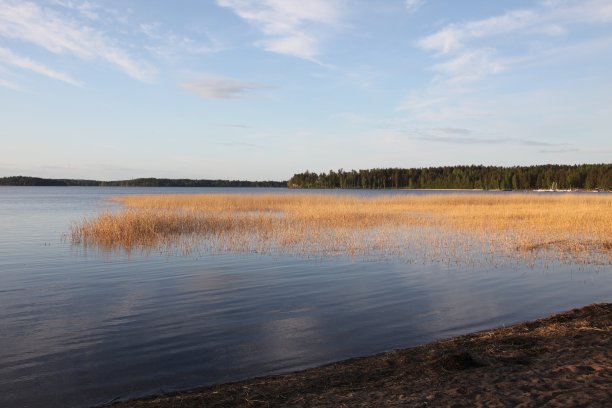 赛玛湖上的芦苇图片下载