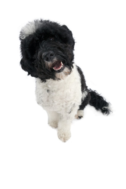 葡萄牙水犬图片下载