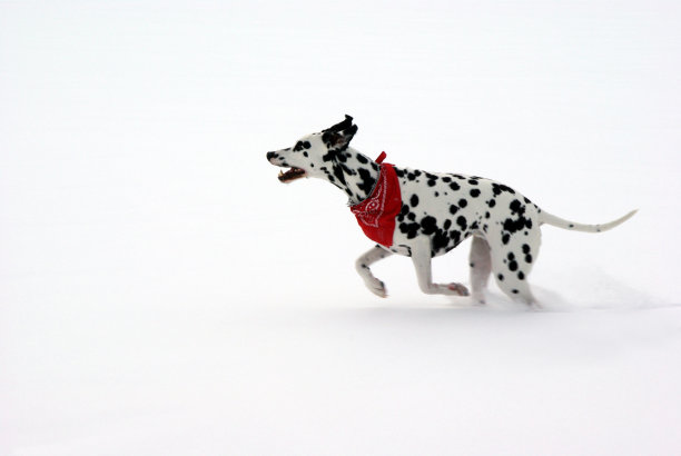 斑点狗在雪地里奔跑图片下载