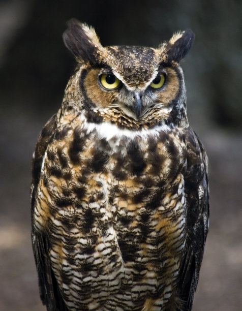 大角鸮图片下载