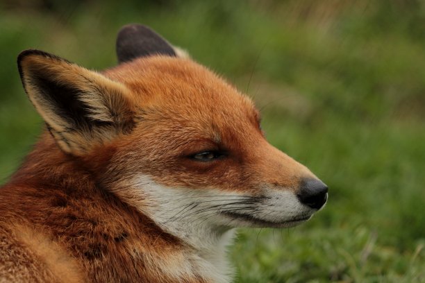 福克斯肖像图片下载