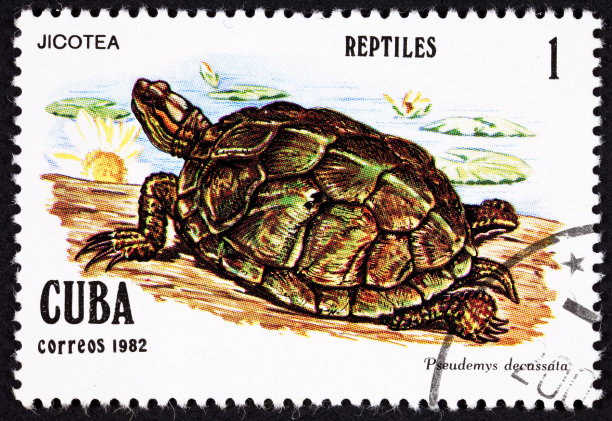 邮票，海龟，吉科茶，北安地列斯滑块，针管，假的图片下载