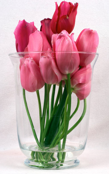粉色郁金香图片下载