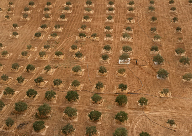 橄榄树图片下载