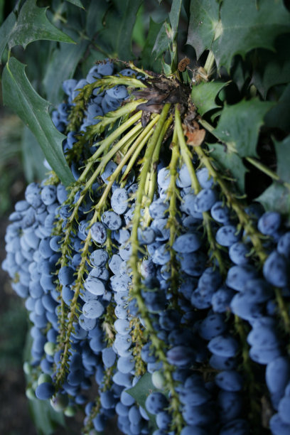俄勒冈的植物图片下载