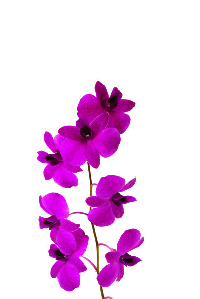 兰花花朵孤立图片下载