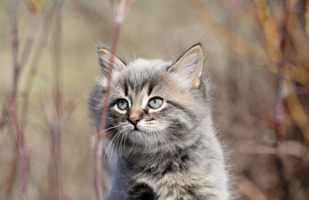 小猫在自然界中图片下载