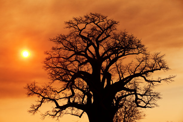 日落非洲大草原树图片下载