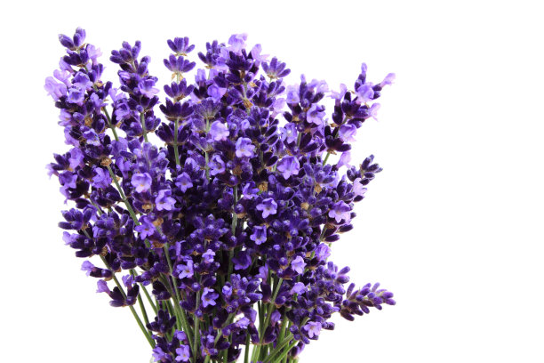 薰衣草图片下载