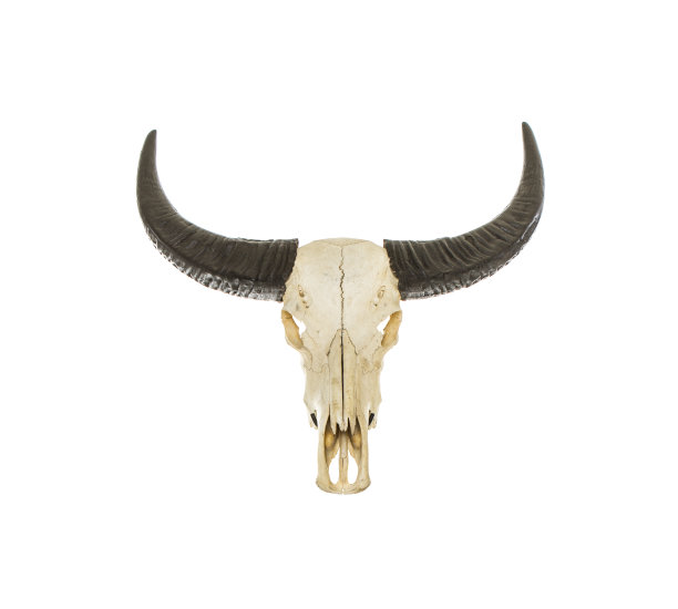 Buffallo牛图片下载