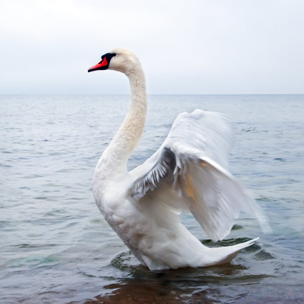 野天鹅振翅图片下载