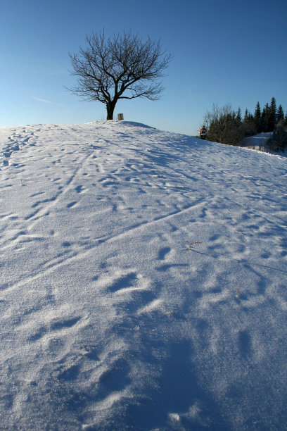 有树的山图片下载