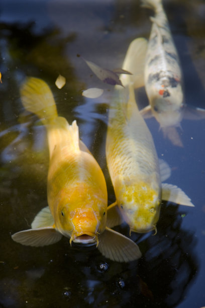 日本鲤鱼图片下载