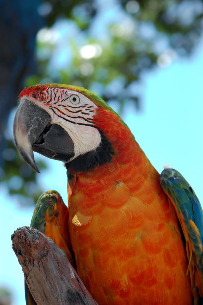 红金刚鹦鹉图片下载