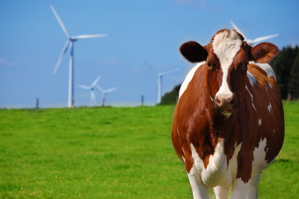 人工养殖的牛图片下载