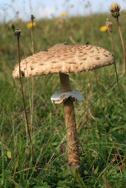 阳伞蘑菇图片下载