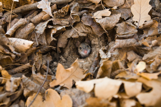 好奇的小老鼠从洞里窥探图片下载