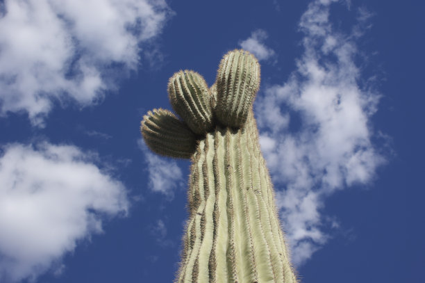 通过云图片下载