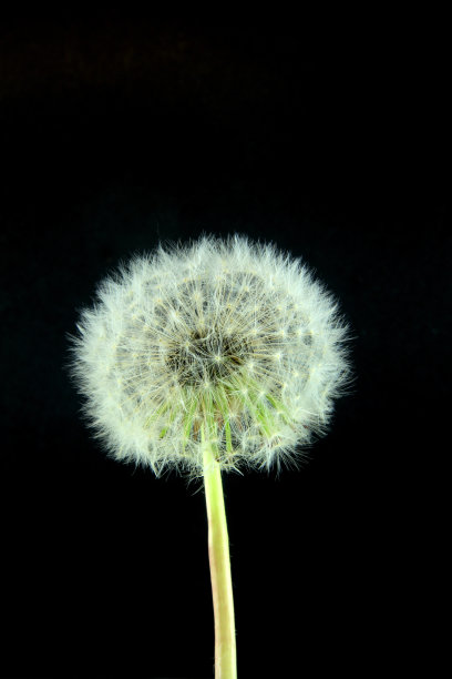 蒲公英(蒲公英officinale)图片下载