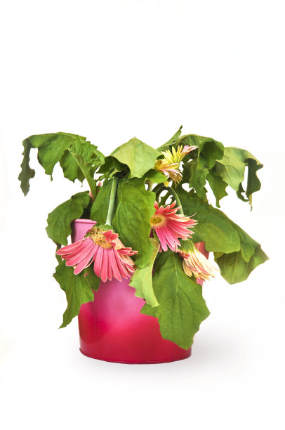 死大丁草黛西图片下载