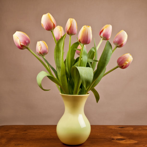 郁金香的安排图片下载