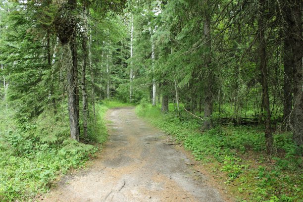 在森林中漫步图片下载