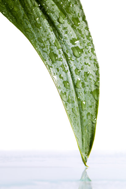 绿叶和水滴图片下载