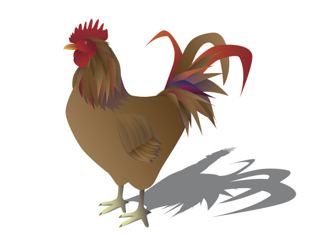 公鸡的画像图片下载
